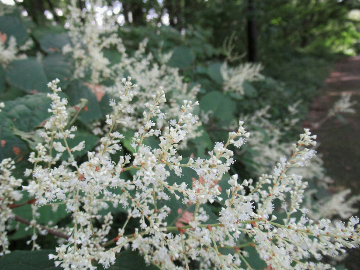 雑草図鑑 準備中 בטוויטר 711 イタドリ タデ科 中国 日本に分布 土手や荒地 道端に群生し 大型になる 花も実も美しく 食用にもなるけれど 地下茎を張り巡らせてはびこる面倒な雑草だ 世界中の温帯域に帰化する 雌雄異株 花色は白か紅 花 雑草 秋