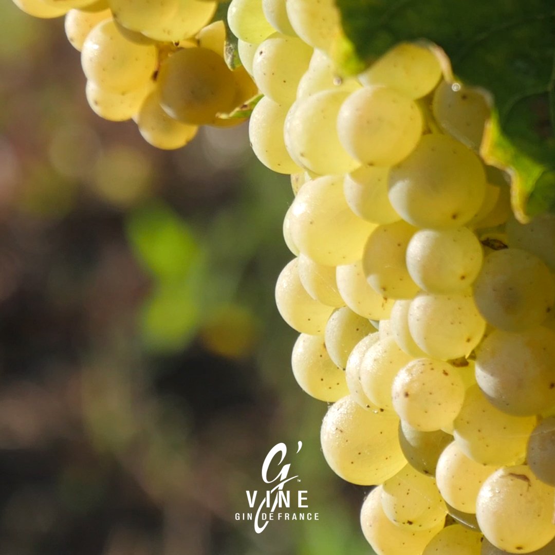 "The grape ennobling the spirits category". #Gvine #TraditionallyUnconventional
🇫🇷 Gin de France 🇫🇷