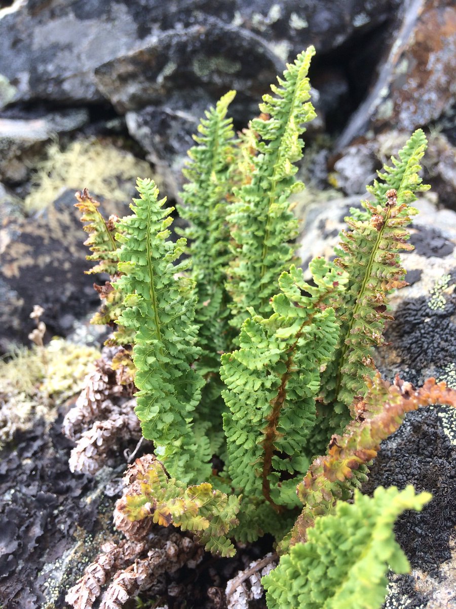 MossyGuy's tweet photo. Rusty-Cliff Fern #yukonplants #alpineplants #exploreyukon #naturenerd https://t.co/89Y7je6lU5
