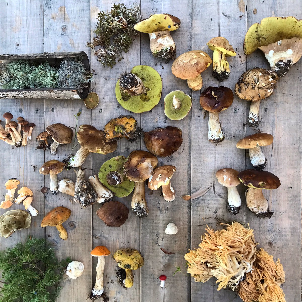 This is the season #noma2.0