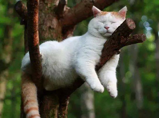 Cat sleeps on a tree