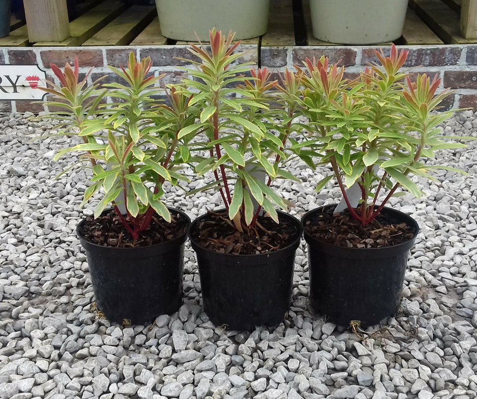 Turners Nursery (TurnersNursery) Twitter