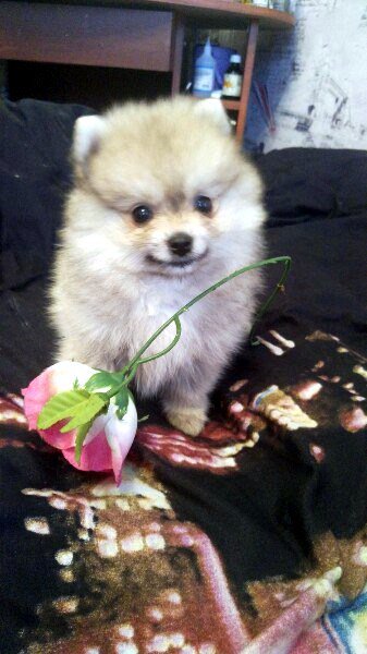 GrantCu7's tweet photo. Маленький джентльмен 🐕🌷... https://t.co/usdG1AswJQ