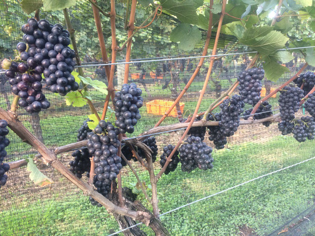 Let the harvest begin!