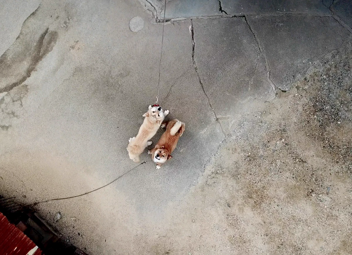 上空のドローンを見上げる犬がシュールで可愛いｗｗ