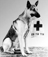 10 de septiembre 1918, fue la fecha aproximada del nacimiento de la estrella de Hollywood Rin Tin Tin. Nació en Lorena, Francia.