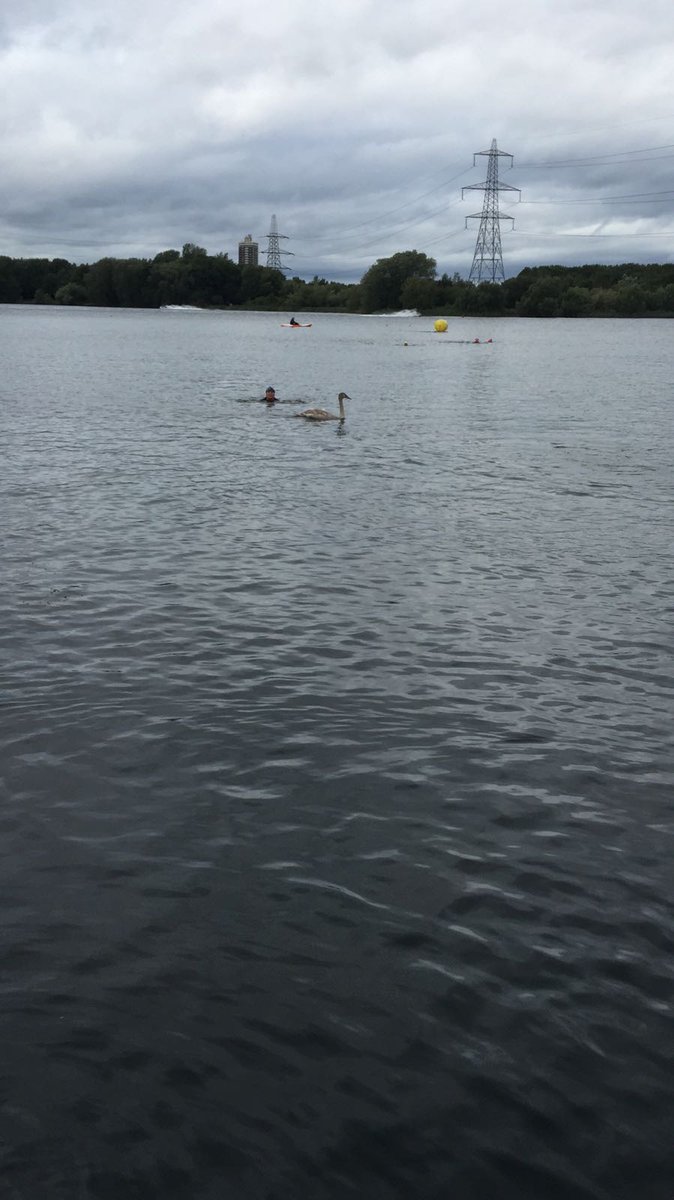 swimathon's tweet photo. Swans are joining in at Sale Water Park! Apparently didn't read the swim rules about mandatory wetsuits... #OWS17 https://t.co/8iHkHs9qeo