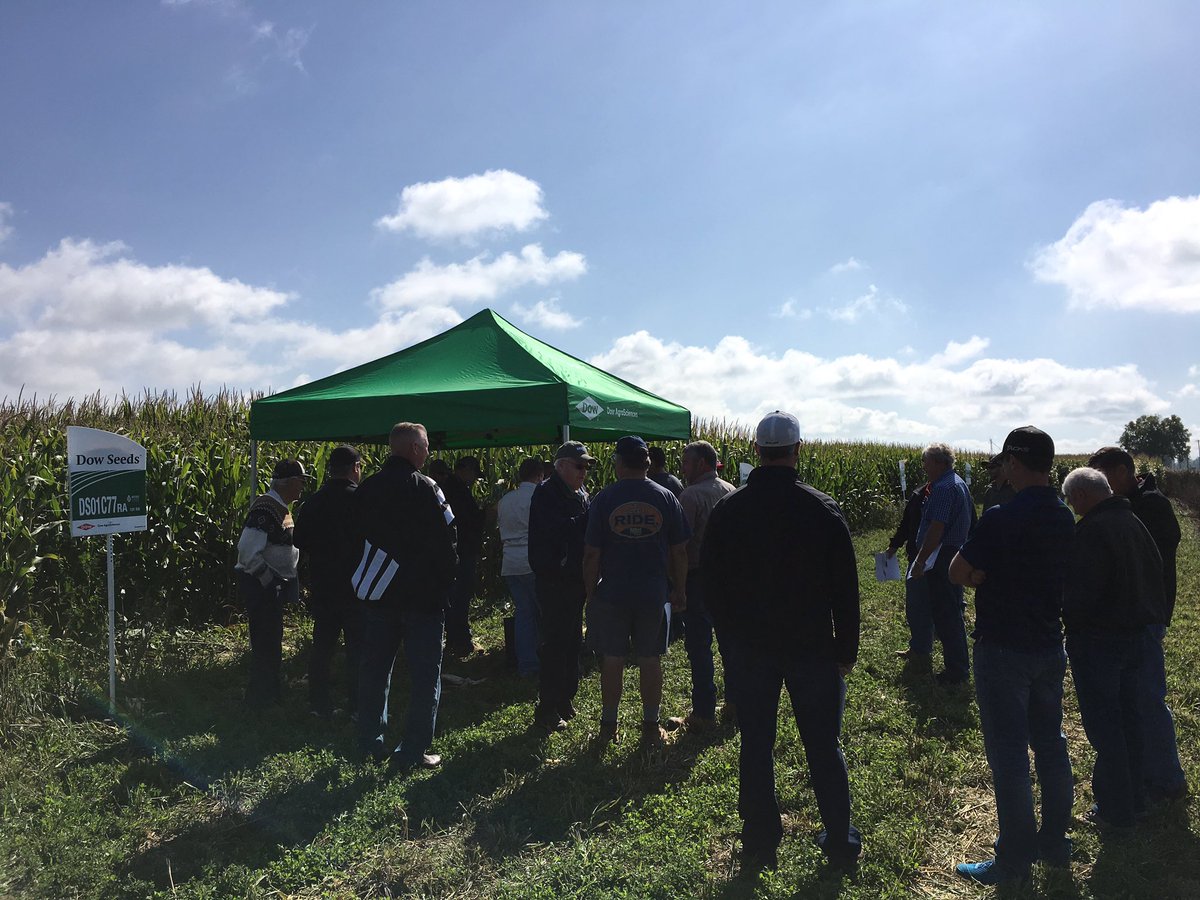 denkneevee's tweet photo. Another great look at the corn @KentBridgeBrnch today's #yieldchallenge winner is 8598 https://t.co/8L9U79Zpfj
