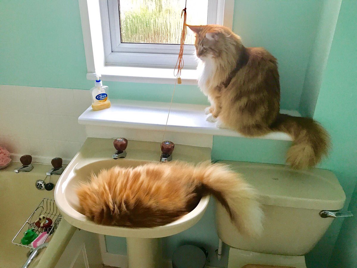 buddy_gizmo's tweet image. B: paw me the wrench bro.
G: but...you're not a plumber?
B: I know. I'm trying to change the engine.
G: but...
B: the wrench please 😹😹🦁🦁