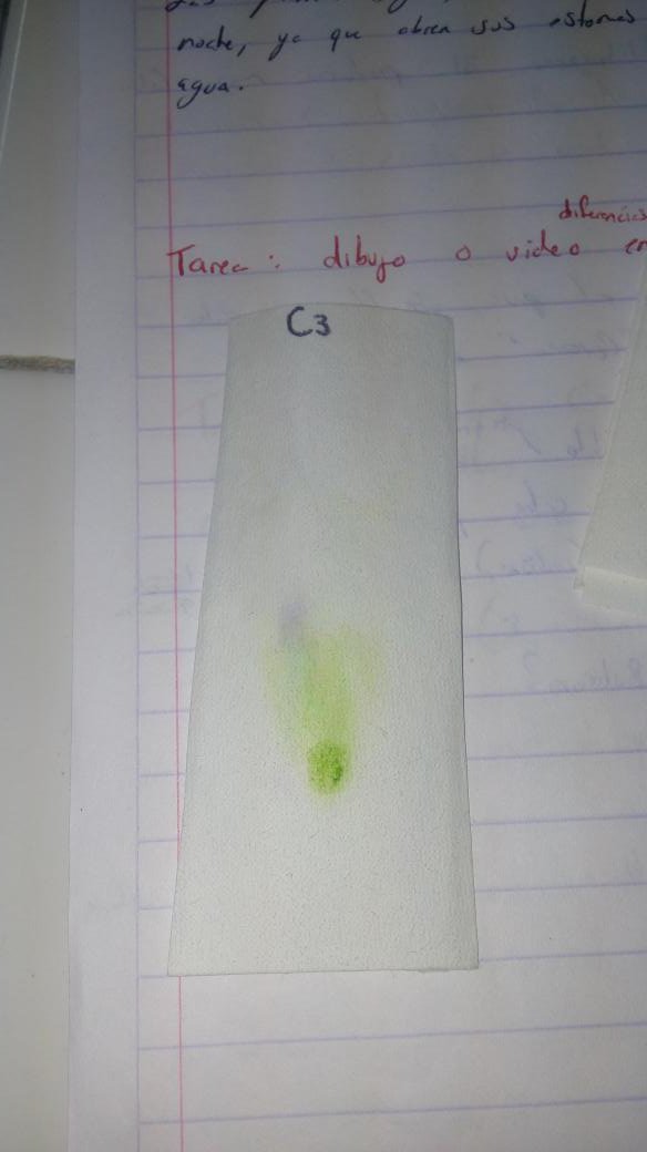 BrianBjvt9's tweet photo. Práctica cromatografía @agorajavier C3 Cannabis
Pig ver:Clorofila
P vio:Antocianinas
P ana:Carotenos
P ama:Xantofila https://t.co/Yi9eCfc2jW