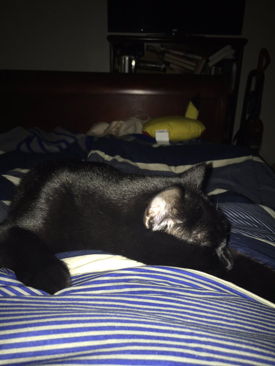 KingLokiTheCat's tweet photo. Sunday mornin snoozin wif da hooman... I think she wants to get out of bed but I don't want to move #catlife #CatsofTwitter #housepanther https://t.co/M9r41FYXjs