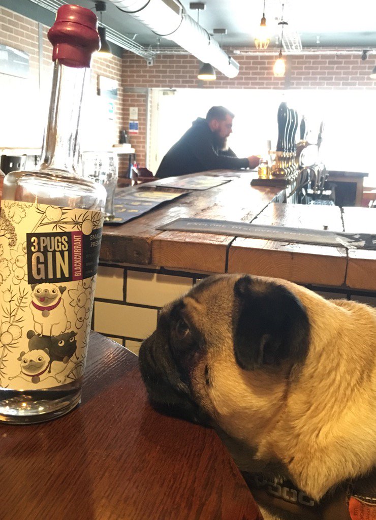 liamsbale's tweet photo. What's better than one pug? @3pugsgin on a Sunday afternoon @thefirkinbar https://t.co/X8UcmQPe4j