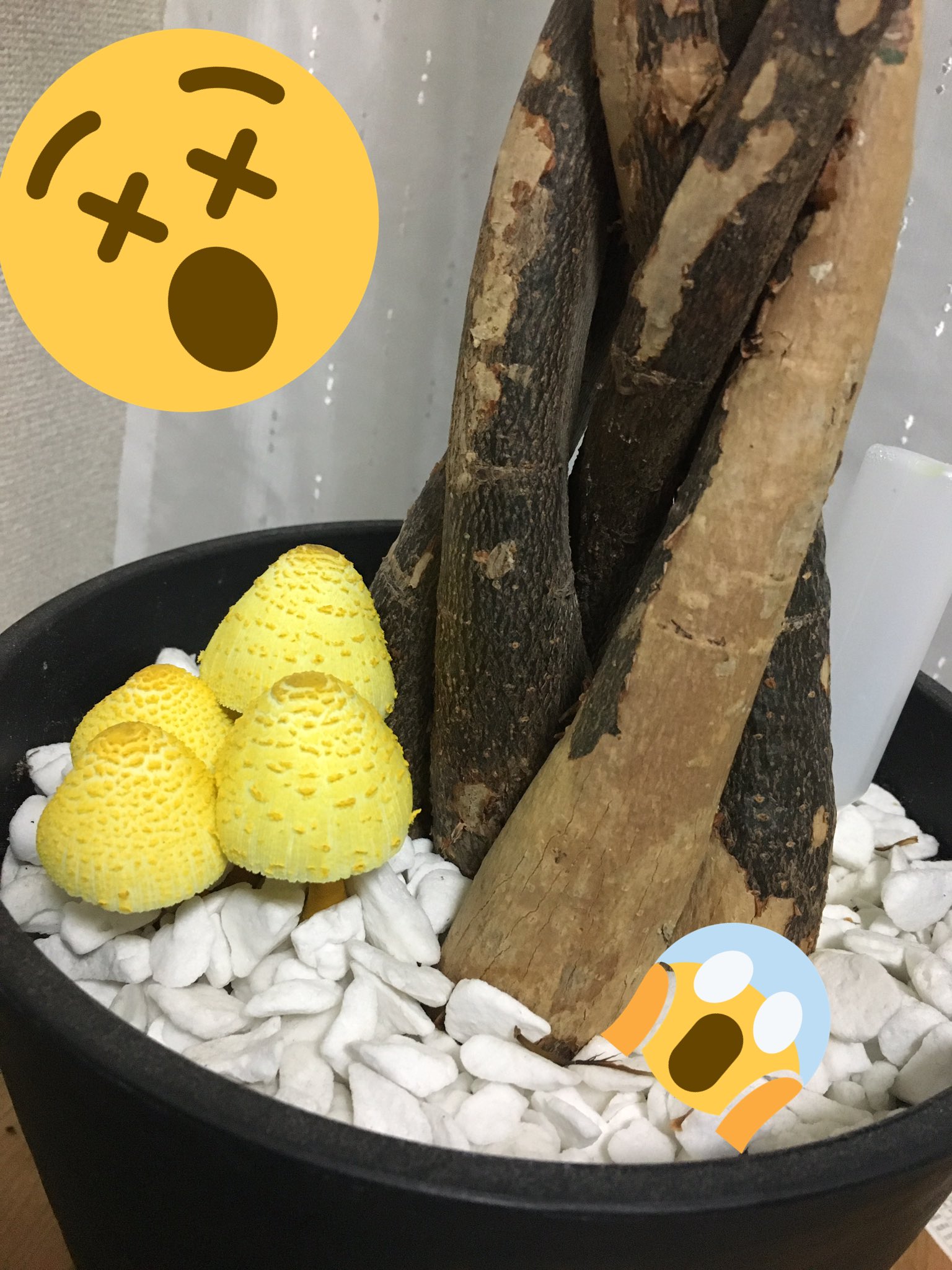 水間 友美 家に置いてる観葉植物のパキラから黄色いキノコが生えてきた これは やばいキノコ 水間 友美 家に置いてる観葉植物のパキラから黄色いキノコが生えてきた これは やばいキノコ