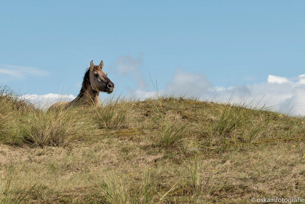 De #natuur in! Beesten spotten in #Meijendel, #Wassenaar. #nature #insects #dragonfly <a href="/Meijendel/">Meijendel</a> @denatuurin_nl <a href="/volgdenatuur/">volg de natuur</a>