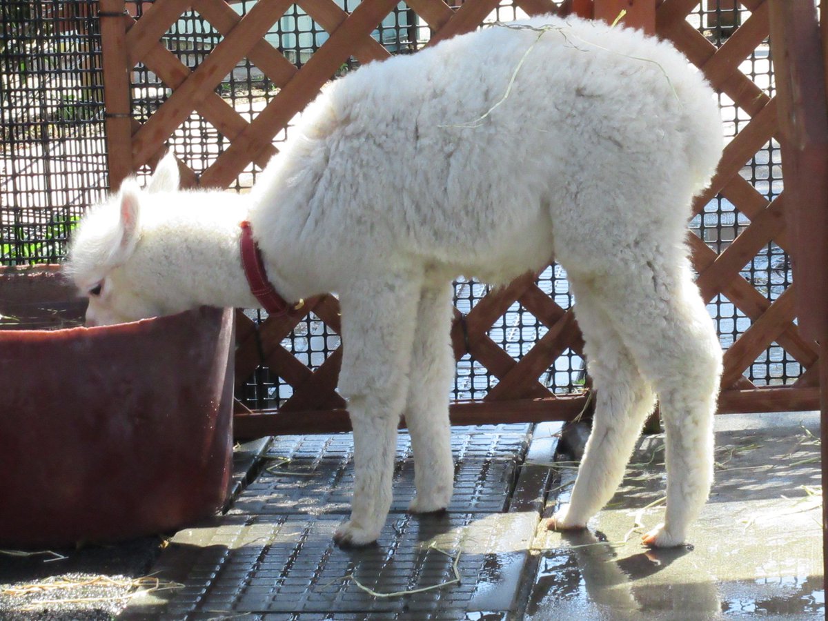アルパカスリ 動物