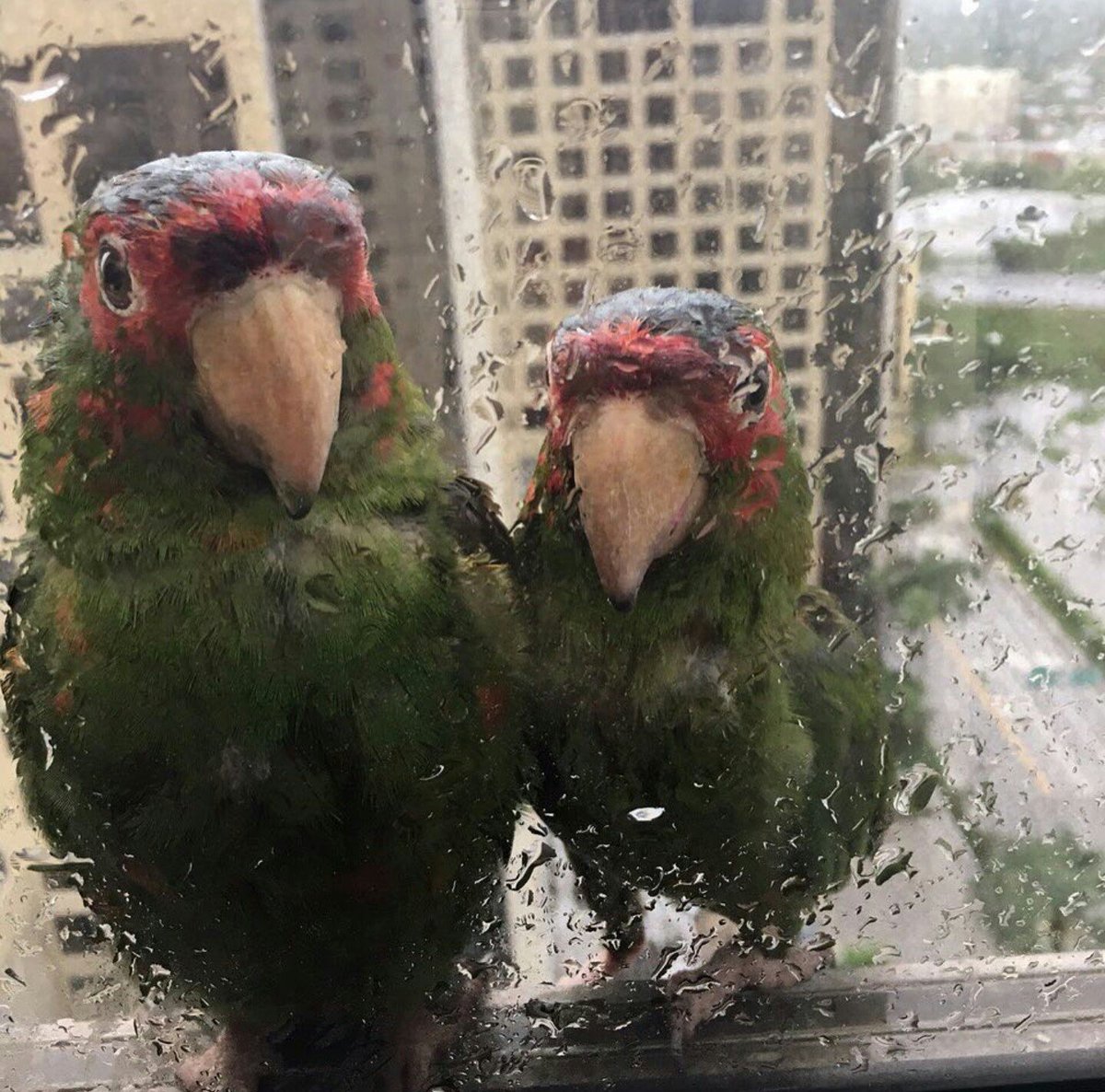 biobio's tweet photo. Pareja de periquitos busca refugio en un hotel de Miami ante el huracán Irma. La administración aseguró haberlas protegido. Foto de @abcnews https://t.co/uIpXaSDFpZ