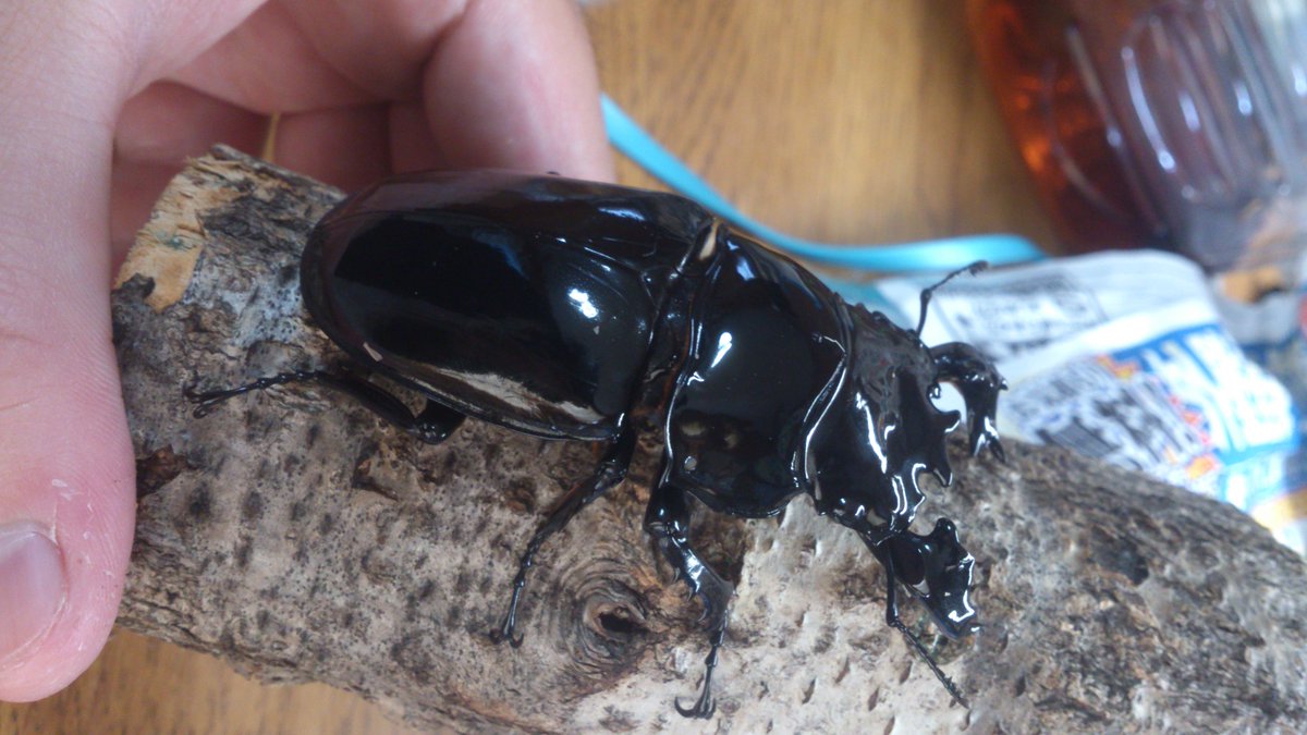 らっど 虹ヶ咲 V Twitter ムシキングから十数年の時を経て この世でもっとも憧れていたクワガタを飼育する クワガタ タランドゥスオオツヤクワガタ