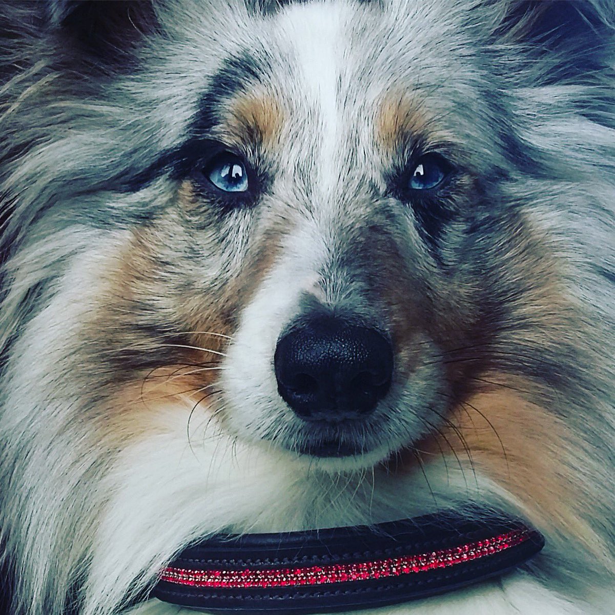 StampedeEq's tweet photo. How beautiful is Sully our sponsored dog #thedogslist #GoodVetGuide #WeLoveDogsUSA #BDBCo #shibesbot https://t.co/ZRjIWhlHjf