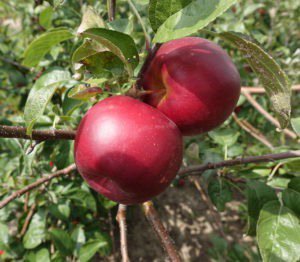 MidwestApple's tweet photo. Pixie Crunch-PRI, Vf scab resist., crispy, picks now, tremendous direct market apple, short legs #varietychallenge #21stcenturyapples @MAIA https://t.co/YrNVg1oZJo