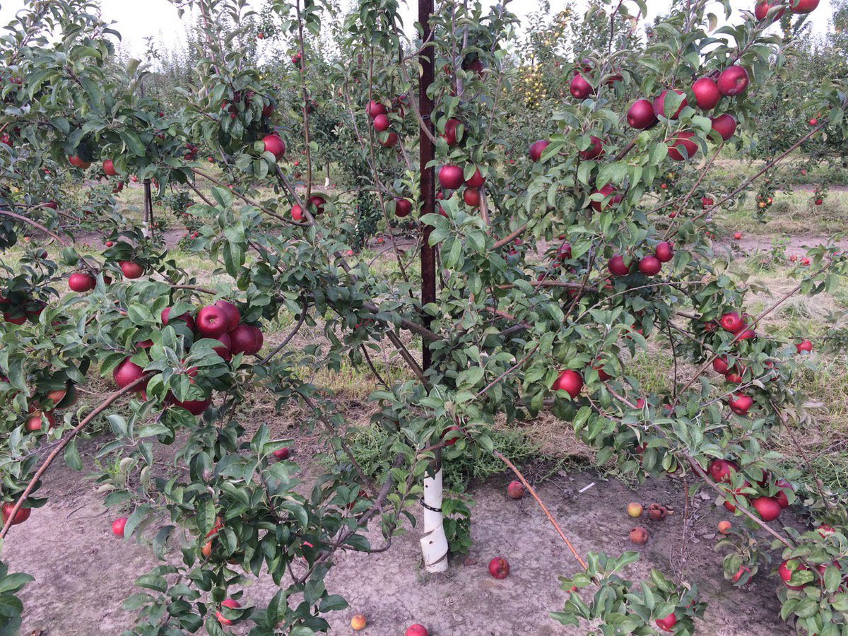 MidwestApple's tweet photo. Pixie Crunch-PRI, Vf scab resist., crispy, picks now, tremendous direct market apple, short legs #varietychallenge #21stcenturyapples @MAIA https://t.co/YrNVg1oZJo
