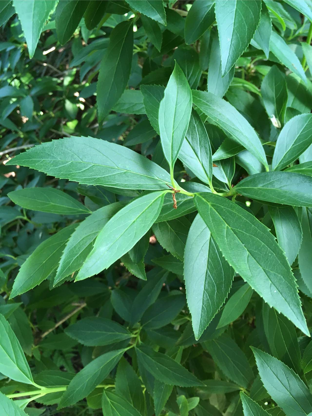 تويتر Pka على تويتر シナレンギョウ Forsythia Viridissima Var Viridissima モクセイ科レンギョウ属の落葉低木 細長い葉で先半分に鋸歯があり時に全縁の葉もある 枝は四角く角張り断面がはしご状になる 樹高1 3mで桜の咲き始める頃に黄色い花を多くつける