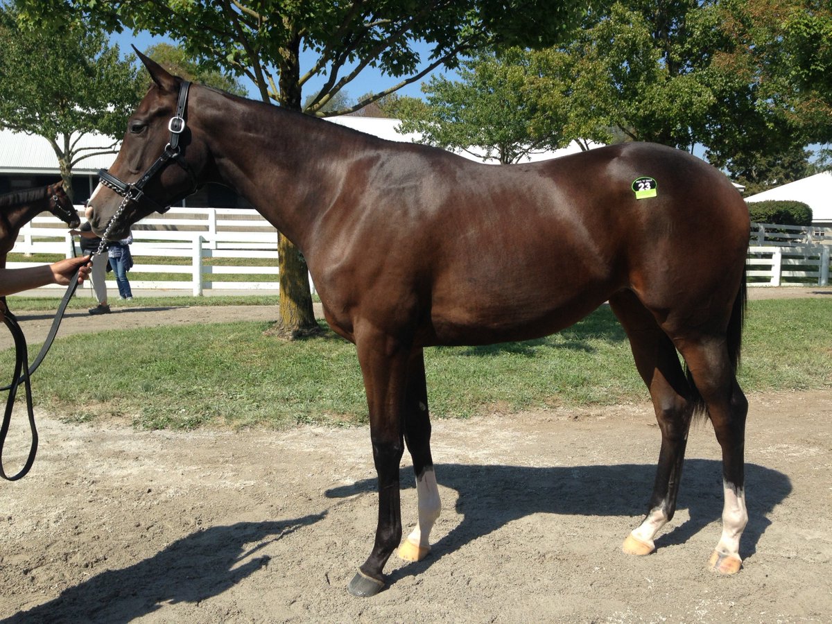 Hip 23, Giant's Causeway filly o/o MG1W Hollywood Story, dam of SW Miss Hollywood, SP Hoorayforhollywood. #KeeSept