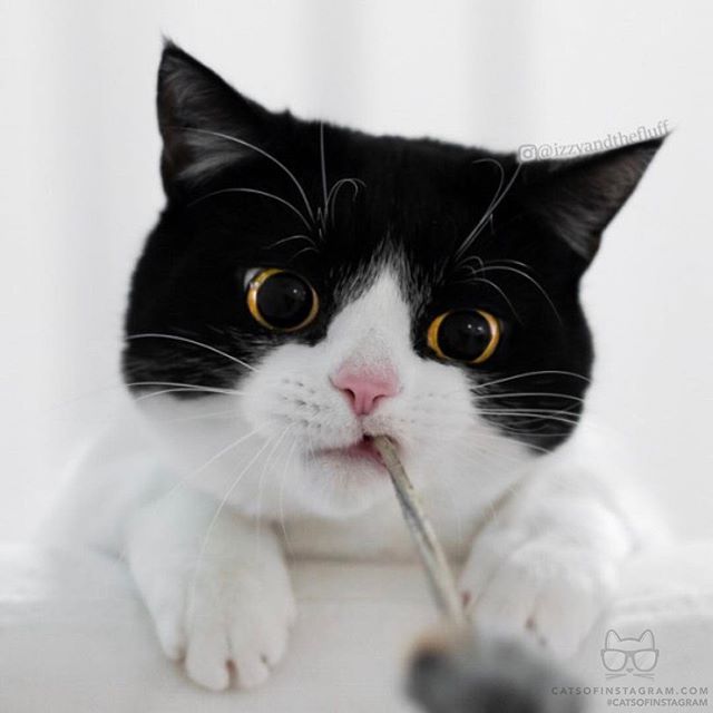 DerekSamuel4's tweet photo. From @izzyandthefluff: “You don’t want to mess with me right meow.” #catsofinstagram #instafollow #F4F #L4L #pets #photooftheday #animals https://t.co/GQm87G7mNN