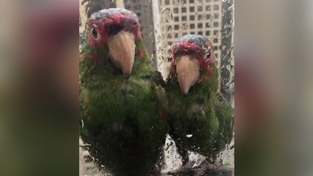 Parrots seek shelter from Hurricane Irma on 22nd floor of hotel bit.ly/2wRc9zG