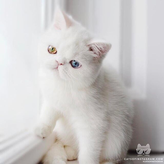 DerekSamuel4's tweet photo. From @missypampam: "Ohhhh Noooo, Monday is loading ⏳" #catsofinstagram #dog #animal #instagood #dogs #tagforlikes #cats #animals #love #cat https://t.co/XHhRAdPlfB