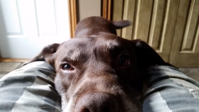 ImFluffums's tweet image. Best place to rest 🐶❤ #animals #animal #pet #PhotoOfTheDay #cute #pets #love #animallovers #adorable #happy #PicOfTheDay #aww