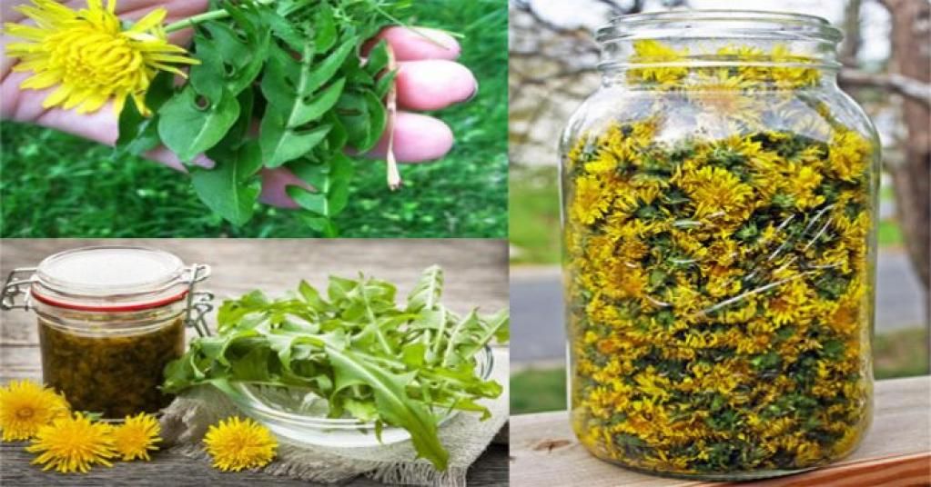 Little-Known Uses For Dandelions From Allergy, To Cancer &amp; Kidney Problems. buff.ly/2vWUYNE via <a href="/dietoflife/">DietO FLife</a> #health #holistic
