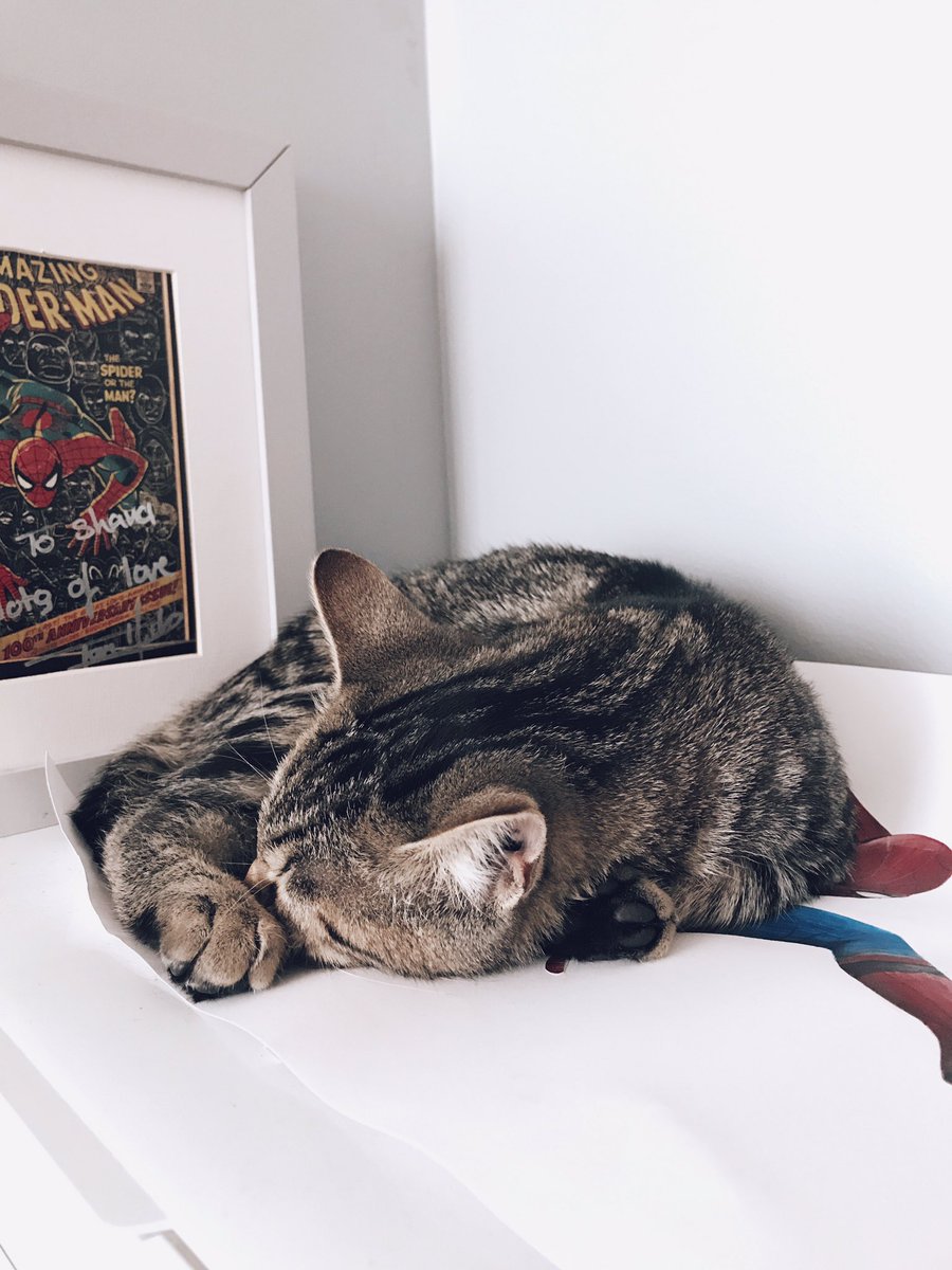 shanafrc's tweet image. Simba knows he's not allowed to touch my drawings but he loves Spidey too much so he just....