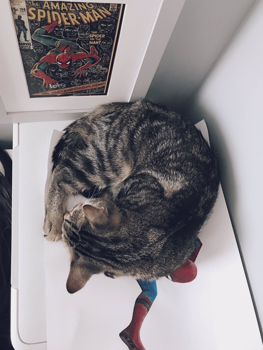 shanafrc's tweet image. Simba knows he's not allowed to touch my drawings but he loves Spidey too much so he just....