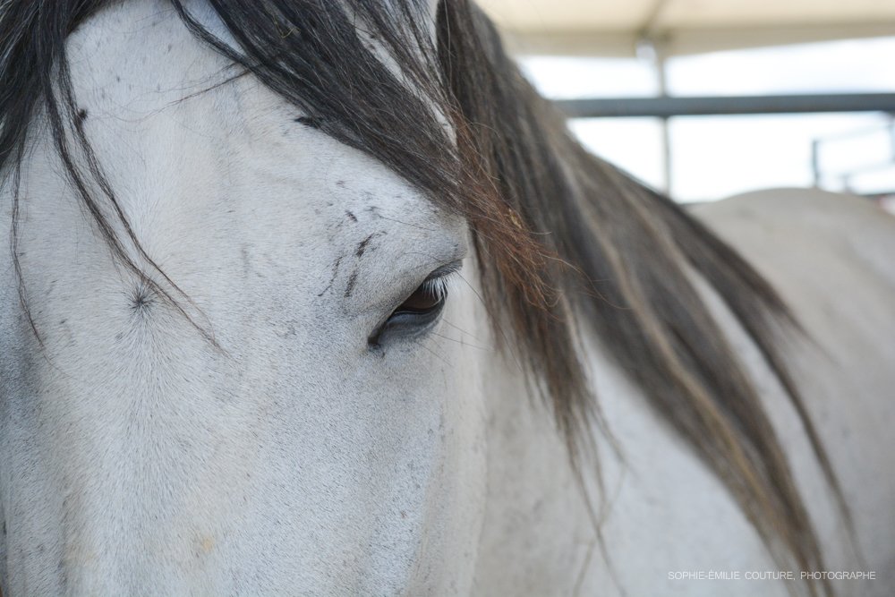 EmmanuelleGehin's tweet photo. Voici nos dernières prises. Nos ventes de photos financent la retraite de chevaux d'écoles et de compétitions.  Faites passer le mot. Merci! https://t.co/782zj5c2aF
