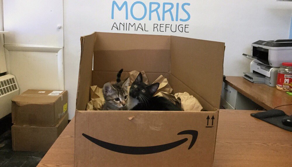 We're in this together, the kittens say: send food for imcoming #Irma dogs w/ our <a href="/amazon/">Amazon</a> wishlist? amazon.com/hz/wishlist/ls… #catboxsunday 🐶🐱