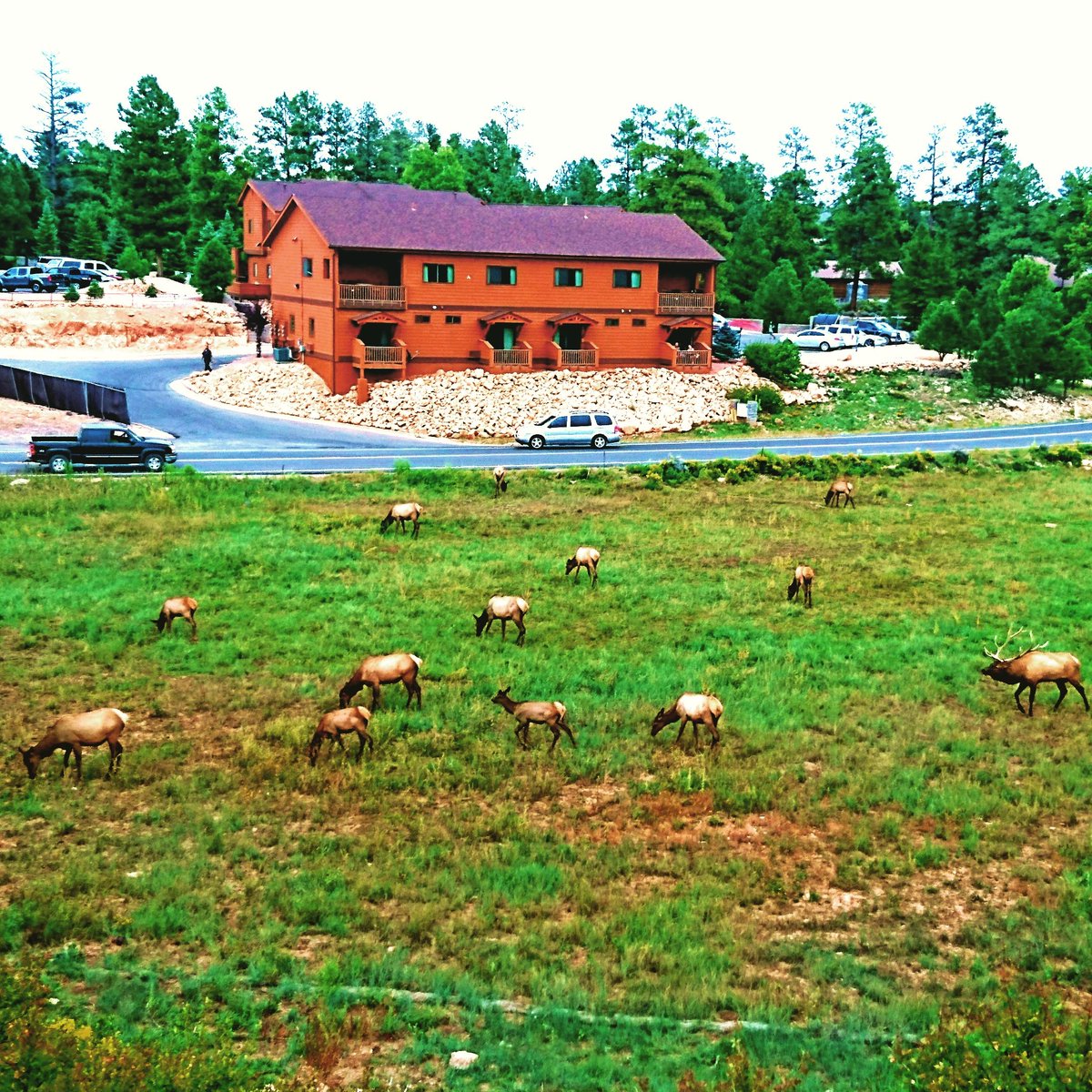 Cassandra3517's tweet photo. Miss my #backyard
Do you miss me, Mr. #elk ?

#PhotoOfTheDay #nature #wild #Wanderlust #micasa #memories #Homesick #Photos #summer #animals https://t.co/GRNifAs0Wt