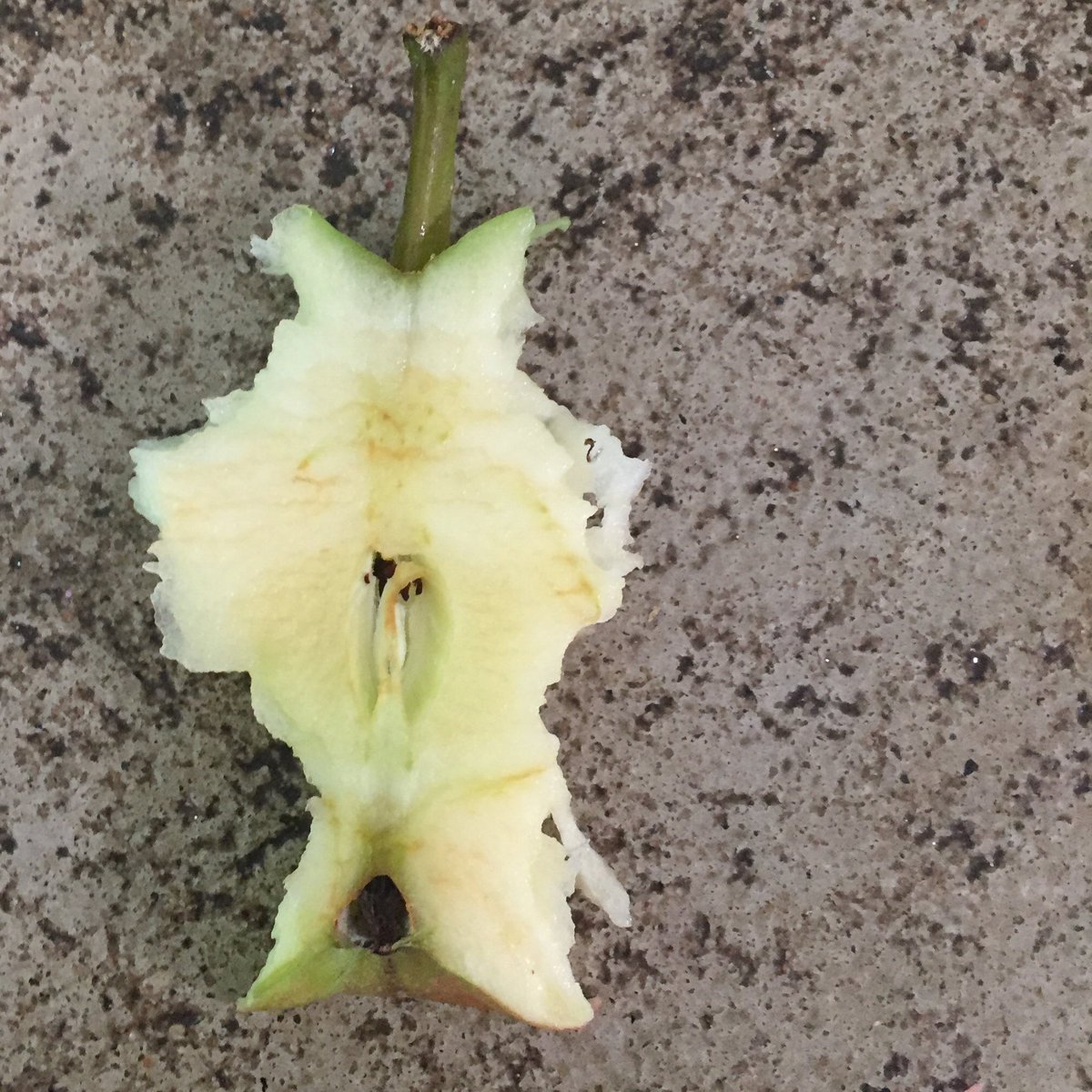 Opperdepop dit lekkere appeltje... #oogsttijd bij ons in de #betuwe