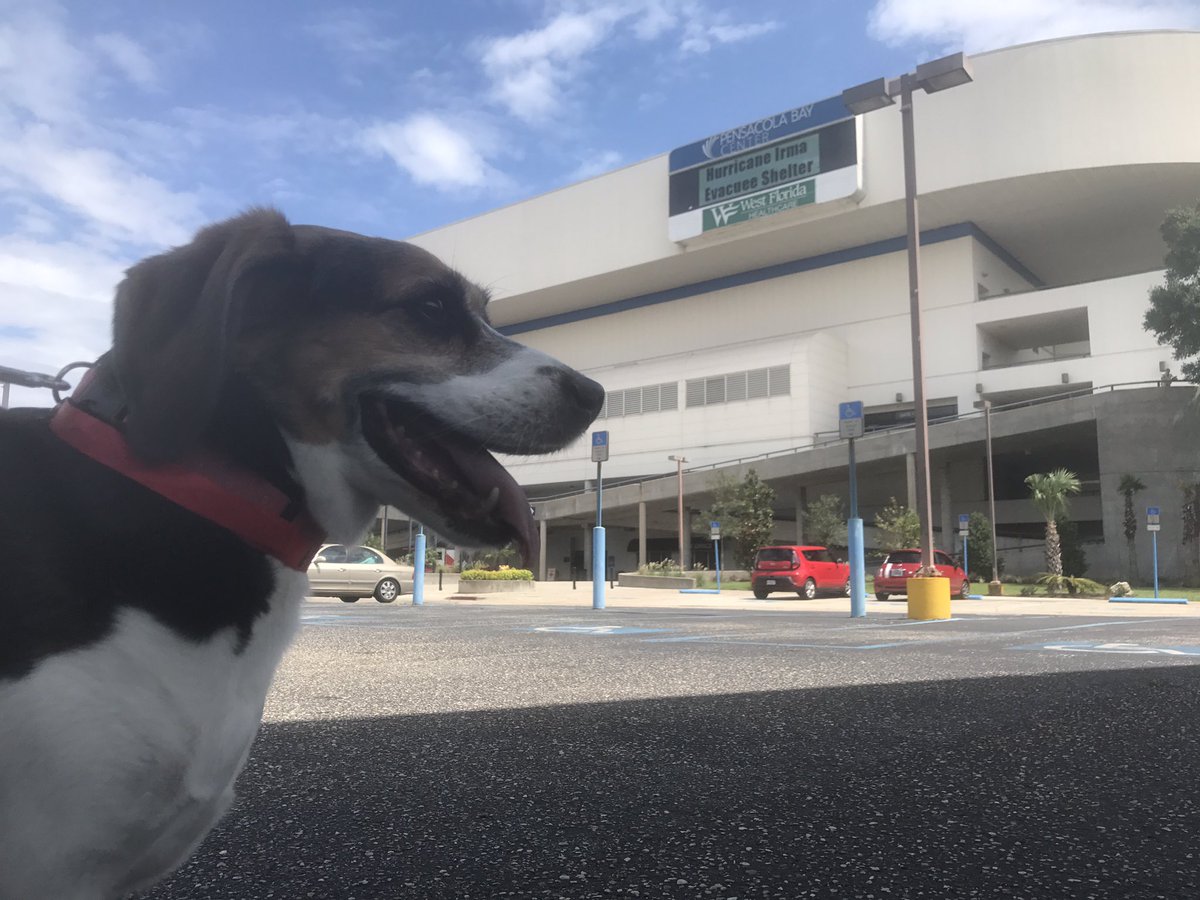 JamarloPhillips's tweet photo. Animals and pet owners displaced by #Irma are welcome at Pensacola Bay Center @weartv #C3N  #HappySunday https://t.co/ql8OsNoiYh