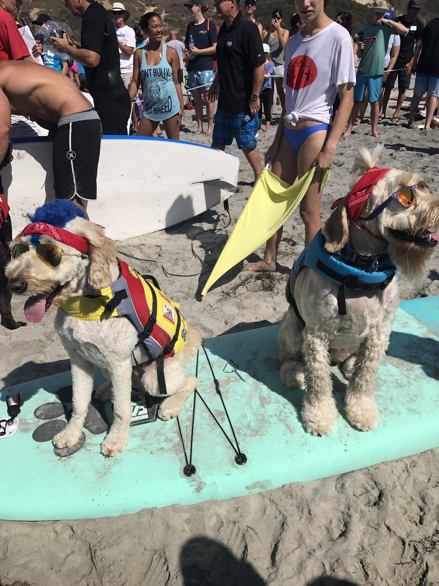 alliewagnertv's tweet photo. Seriously tho!! Cuteness overload!! @HWAC @KUSI_GMSD #surfingdogs #surfathon #dogs #SanDiego #cooldogs https://t.co/sqInN3pjdL
