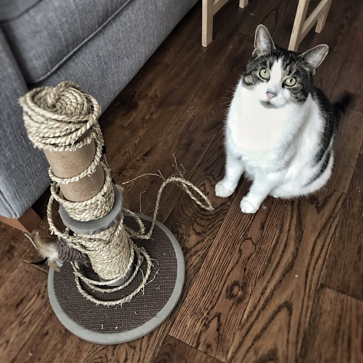 martindavepat's tweet image. Yet another scratching post has failed the Toby test. #cat #poorworkmanship