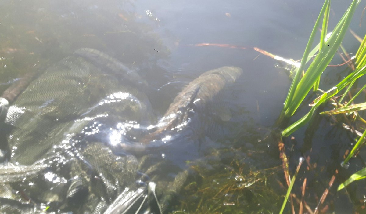 Returning my prize was well happy with this one #carp #cvtackle #Ateam