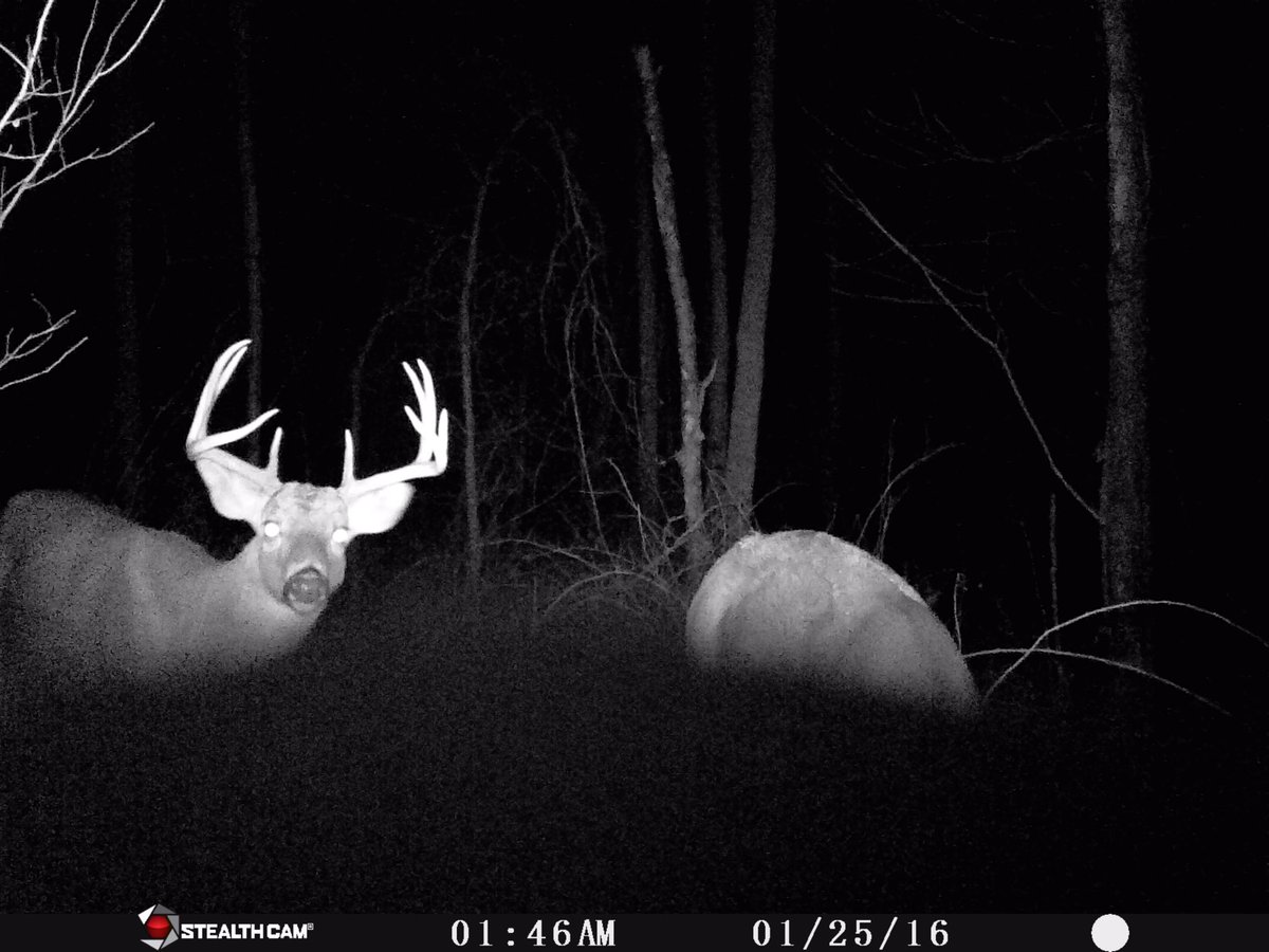 Here's a better look at the double split G2 buck with him. He disappeared after this