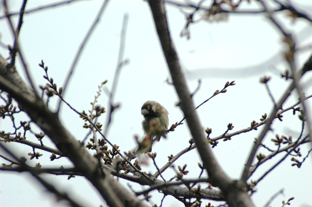 BlueSkyTrans's tweet image. Developing Gratitude – 3 little techniques I use for myself and clients – part 2 foryouremergence.com/2016/05/11/dev…