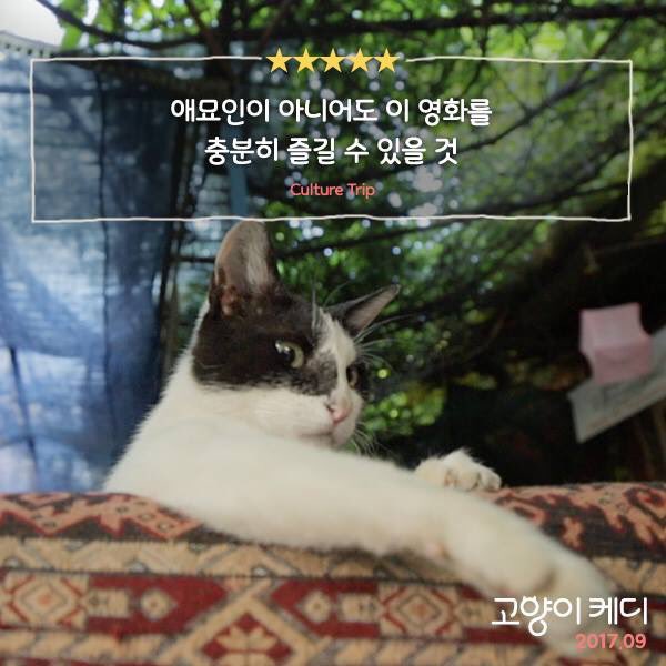 눈을 마주치는 순간 집사가 될수밖에 없다냥!😉💕 이 세상 모든 고양이에게 보내는 러브레터! <고양이 케디> 전세계 극찬 릴레이 열 한번째!🐱✨...