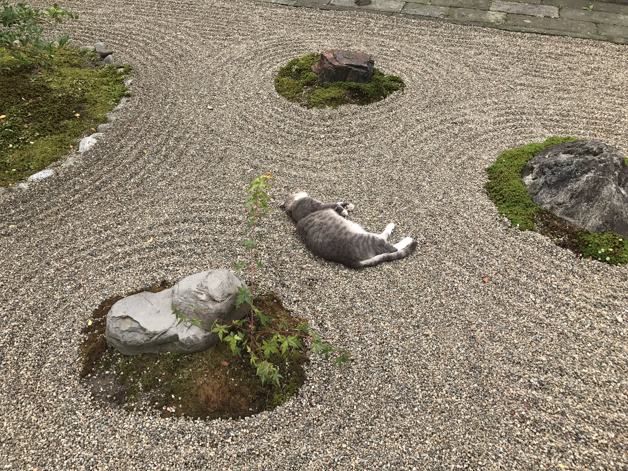 これが究極の侘び寂び 思わず猫もくつろぐ和の庭園 枯山水 話題の画像プラス