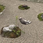 これが究極の侘び寂び!？思わず猫もくつろぐ和の庭園「枯山水」!