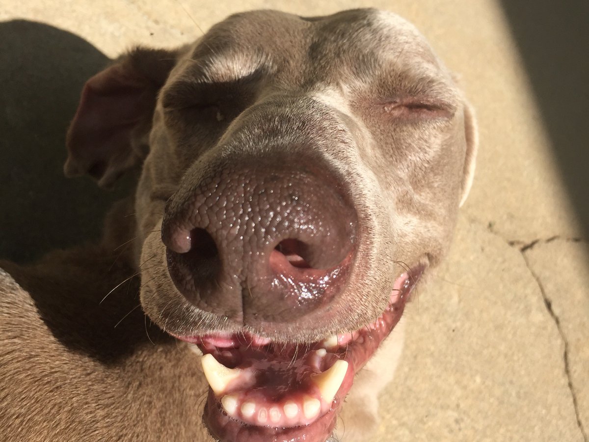 theredweim's tweet photo. Hello Twitter! @theredweim wants to introduce ourselves! We sell everything weimaraner related! #redweim #weimaraner https://t.co/IYKmrEFbBg
