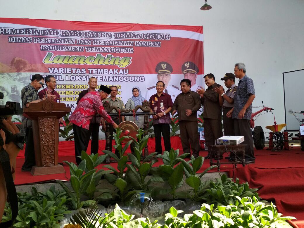 fkp2indonesia's tweet photo. Launching Varietas Tmbakau Unggul Lokal Kemloko 4' 5' 6' Agribun, oleh Bupati Temanggung krjasma dgn Balittas Malang @Amran_Sulaiman1 #fkp2i https://t.co/qEhD8QGixE