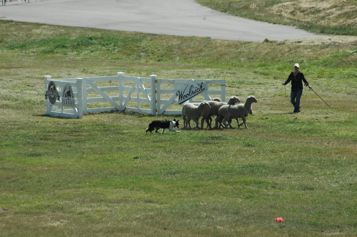 HEY!  We love dogs.  Labor day weekend at the Soldier Hollow Classic Sheepdog Competition!  A good time was had by all of us... <a href="/SohoClassic/">SoldierHollowClassic</a>