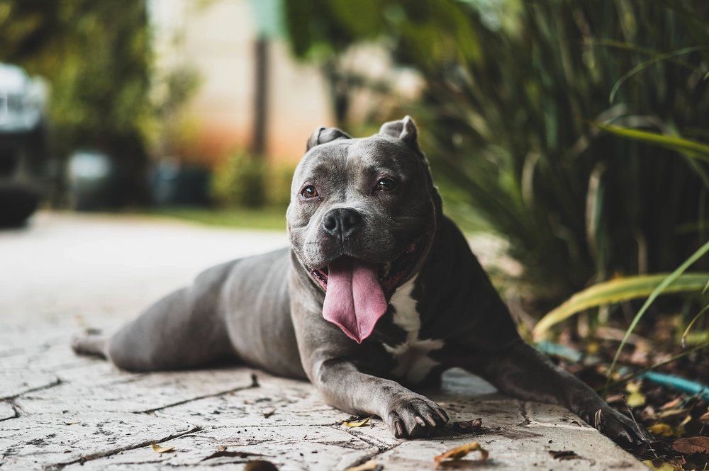 InstitutoPerro's tweet photo. Remedios caseros para el mal aliento de tu perro https://t.co/9Kn0c0qQln https://t.co/Qk5epK2eka